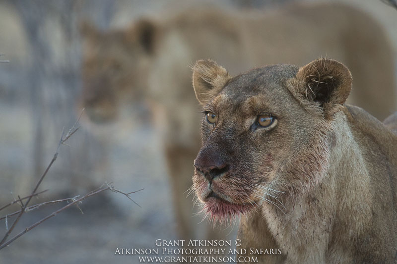 Lions in the Selinda - Copyright © Grant Atkinson